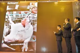 猪脸识别技术来了！只为让你能吃到一头精致的猪猪图片