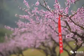 一场马拉松，浪漫一座城！2018奉化桃花马拉松激情开跑图片