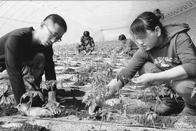 80后夫妻返乡创业做新型农民图片