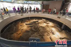 海外追缴国宝级恐龙化石常州特展 让恐龙“活”起来图片