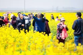 封丘县第二届油菜花生态旅游节将于4月5日开幕图片