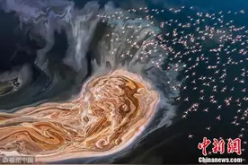 火烈鸟飞掠盐湖汇成粉红海洋 美得像外星球图片