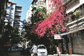 25年来父子接力悉心栽培 簕杜鹃开成9层楼高“花瀑布”图片