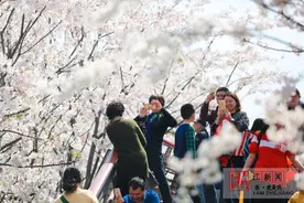 宁波：樱花烂漫赏春光图片