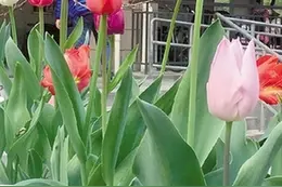 这里的楼道鲜花簇拥很舒心图片