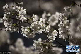 日本樱花季：“夜樱”流光溢彩 游客漫步赏樱图片