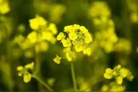 金黄花阵，微风不燥，踏青正好：双龙湖湿地最美的姿色图片