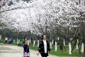 #（春季美丽生态）（3）樱花绽放醉游人图片