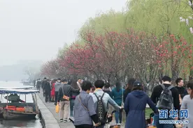 杭州西湖：桃红柳绿图片