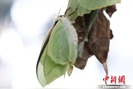 上海自然博物馆现“新宠” 绿尾大蚕蛾华丽“蜕变”图片