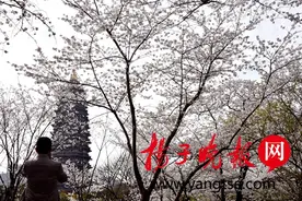 常州发布今年第9号花情预报：春暖花开闹枝头图片