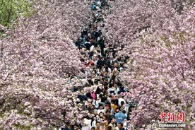 万人涌入中国科大“樱花大道”赏花图片