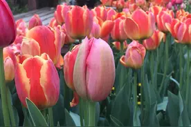 姹紫嫣红争春季 郑州市人民公园郁金香花展邀你共赏图片