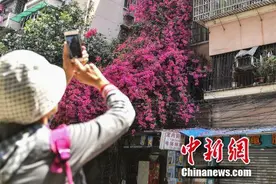 簕杜鹃攀爬九层居民楼成“花瀑布”图片