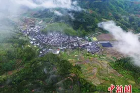 浙江庆元的绿色生态发展经：不砍一棵树 照样有出路图片