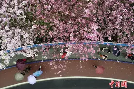 广西柳州烟雨朦胧 民众冒雨赏花图片