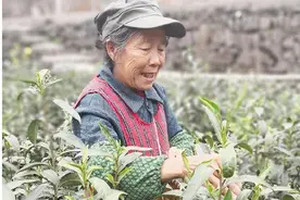 “鸠坑早”本周大面积开采，茶叶专家茶园走访记图片