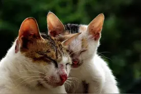 猫咪竟然会吞食自己的孩子，到底是什么原因造成的图片