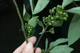 冷水江采椒正当时！纯天然调料,大自然的馈赠...约吗？图片