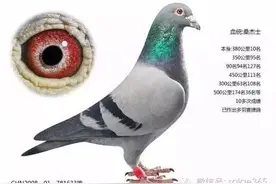 鸽子做种鸽参考图片