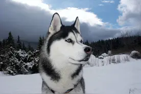 西伯利亚雪橇qiao犬 ，这字你认识吗？图片