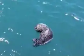 海獭跟刚出生两天的孩子失散了，第二天发生的一幕让人又哭又笑图片