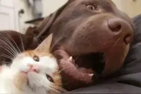 猫咪你跟狗做朋友就算了，还跟老鼠做朋友！图片