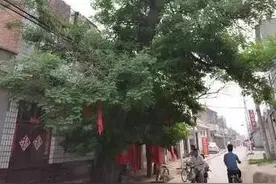 大名千年古树宋代卧龙槐被撞，如今的它却.....图片