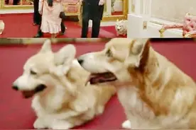 实力卖萌，柯基犬不仅是英国女王的爱宠，还能亮相奥运会图片