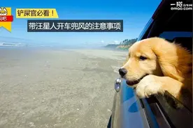 铲屎官必看 带汪星人开车兜风的注意事项图片