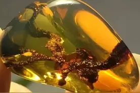 一片树叶的沧桑——植物珀美图鉴赏图片