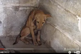 这只狗被发现时一动不动，是什么让它变成现在这个样子图片