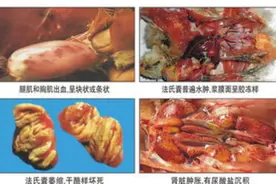 养鸡人 揭开法氏囊病，神秘的面纱！图片