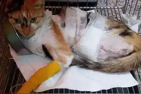 猫咪被绞去三肢，看上去很伤心，而它堪称新一代坚强猫！图片
