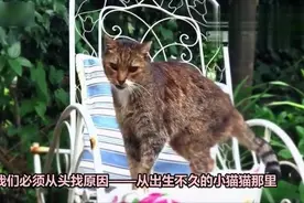 为什么猫会一直对着人喵喵叫？原来……视频封面