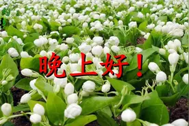 晚上好！头条上的友友们，劳累一天了，给你分享一首好听的歌曲！图片