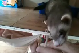可爱的小家伙，想要把主人的手叼进窝里，一起睡觉视频封面
