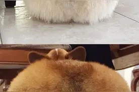 扭扭扭，扭出肥美臀至今最美的狗屁屁哦图片