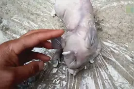 天下奇闻：母猪居然产下象鼻猪仔，这长相真怪异！视频封面