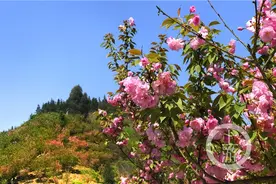 重庆也能看樱花：6万株 免费看图片