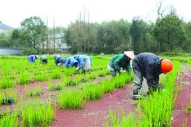 茭白压苗促高产图片