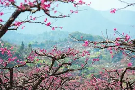 最是花开好时节图片
