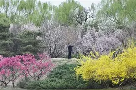 玉渊潭樱花节清明期间首次限流图片