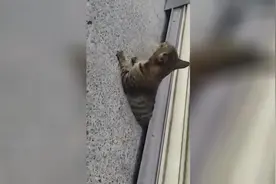 可怜的小猫咪，希望你早点好起来吧视频封面