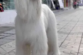 狗中精灵阿富汗牧羊犬，贵妇人专属犬图片