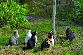 漂泊猫の百态写真图片