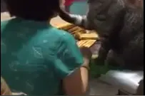 喵星人非要主人闻它的臭脚，被嫌弃之后居然想出了这一招图片