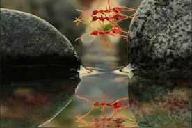 蚂蚁的身体虽然小，但是它们团结起来的力量可是无限大的图片