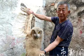 两只猫头鹰已送到宿迁动物园图片