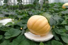 300多斤南瓜，3.2米长蛇瓜：“吉尼斯”蔬菜成菜博会风景图片